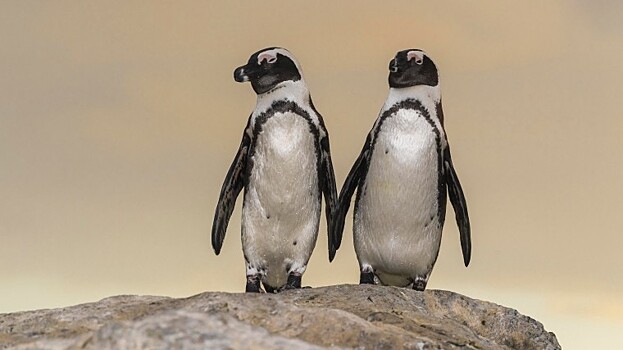 В Южной Африке сняли на видео самых романтичных пингвинов в мире