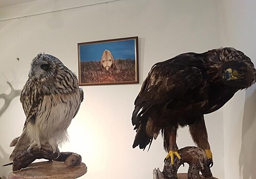 В Музейном Центре "Наследие Чукотки" в Анадыре начинает работу выставка "Фауна Чукотки"