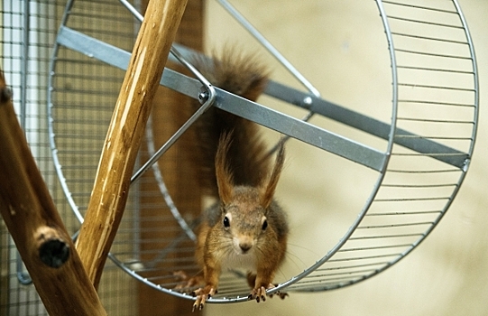 Депутат Бурматов объяснил, почему не закрывают контактные зоопарки в ТЦ