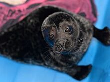 Тюлень-«второгодник». Крошик отправился на свободу