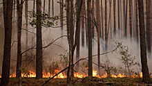Крупные красноярские предприятия снизили выбросы из-за лесных пожаров