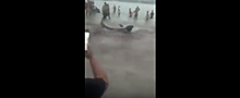 У китайского пляжа туристов пыталась атаковать акула