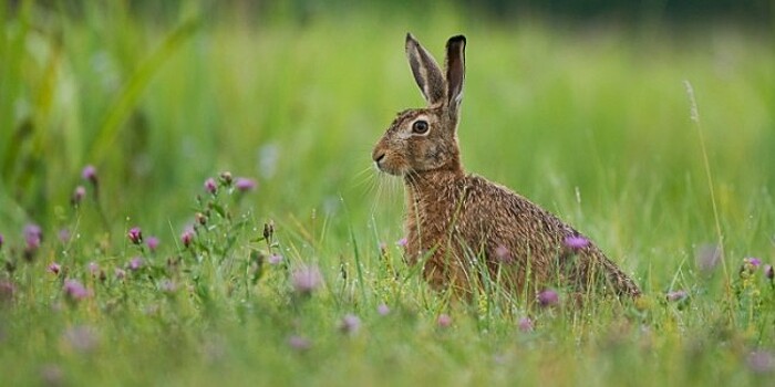 Ушастые в ЗАО: что делать при встрече с зайцем-русаком
