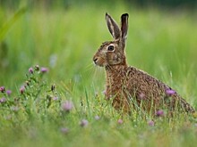 Ушастые в ЗАО: что делать при встрече с зайцем-русаком