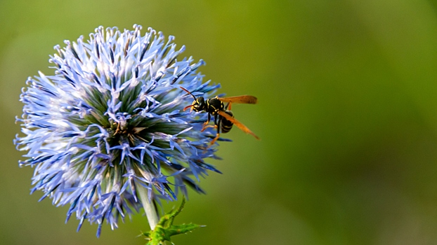 Стало известно, что будет, если проглотить осу