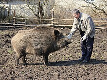 За причинение вреда явившимся на дачу диким животным можно сесть в тюрьму