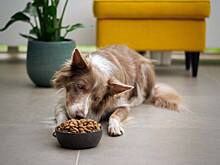 Назван срок возможного возвращения итальянских кормов для животных в Россию