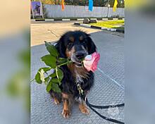 Пса-спасателя с Линейной, 39 проводили на пенсию в Новосибирске