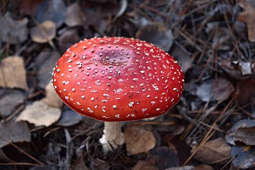 Грибы из мира Марио в реальности: почему мухоморы такие узнаваемые