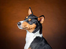 Топ-10 самых тихих пород собак