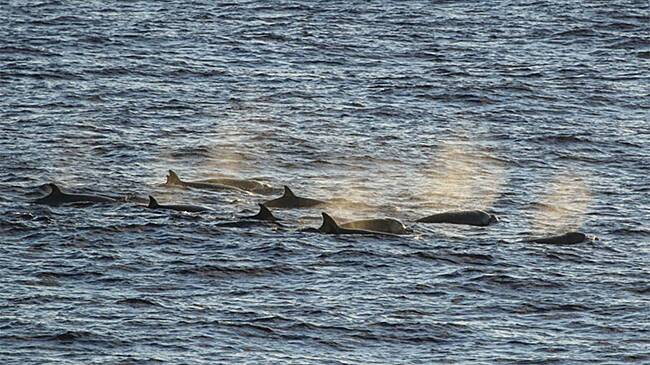 В Таиланде обнаружили редчайшее животное