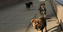 Желающих заниматься отловом бродячих собак в Калуге не нашлось