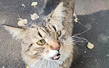На улице Маршала Новикова породистый кот ищет хозяев