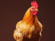 Бельгия потеряла статус свободной от высокопатогенного птичьего гриппа на международном уровне