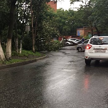 Шквалистый ветер свалил более 10 деревьев во Владивостоке