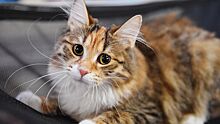 Фелинолог призвала не кормить кошек шашлыком на майские праздники