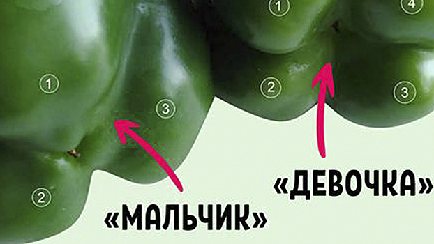 Покупай болгарский перец по этому признаку — и не прогадаешь! Совершенно разный вкус.