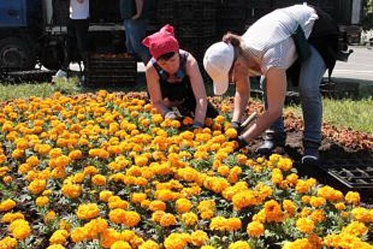 В Майкопе проводится высадка цветов