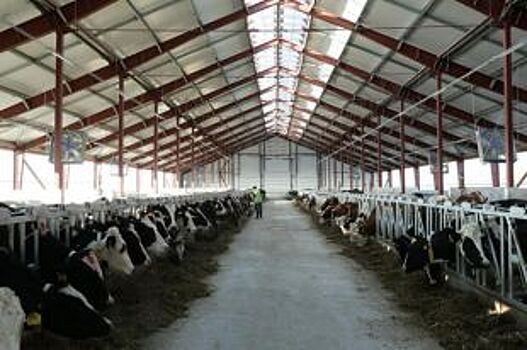 Молочно-товарная ферма на 1200 голов открывается в Ульяновской области