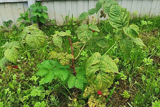 Осенняя обрезка ягодных кустарников и плодовых деревьев – советы эксперта