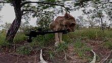 Голодная львица украла камеру у зоозащитника в ЮАР