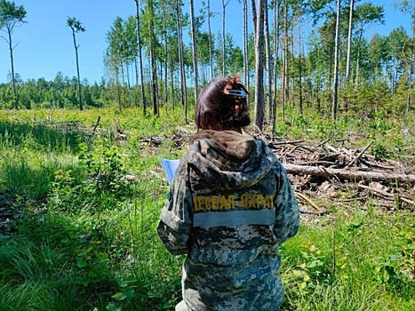 В Красноярском крае стало намного меньше нарушений на лесосеках