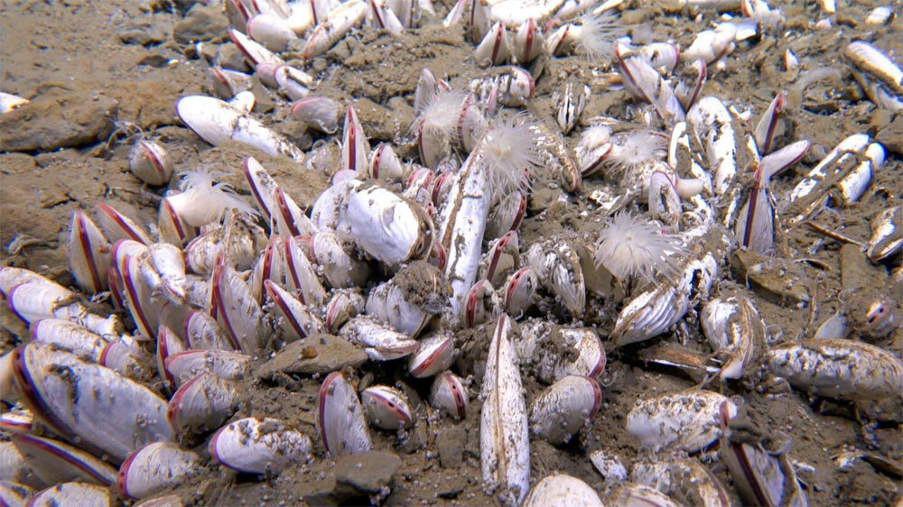 В Тихом океане найдена самая глубокая экосистема