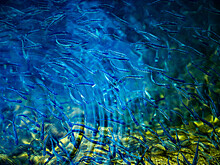 Сотрудники терминала «Порт «Вера» вернули природе более 500 тысяч мальков кеты