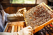 Пчеловоды в США начали использовать новые технологии слежения за ульями
