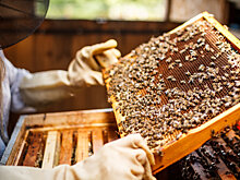 Пчеловоды в США начали использовать новые технологии слежения за ульями