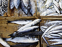 Росрыболовство не видит рисков дефицита рыбы из-за техрегламента ЕАЭС