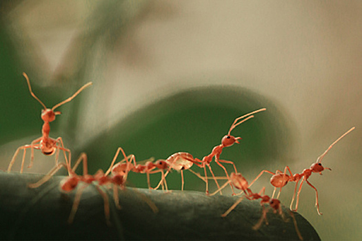 Найден способ избавиться от муравьев на участке за сутки без химикатов