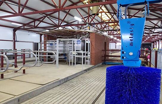 Плюсы роботизации молочной фермы на примере животноводческих хозяйств Удмуртии