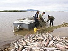 Донские браконьеры выловили более 26 тонн рыбы за два месяца