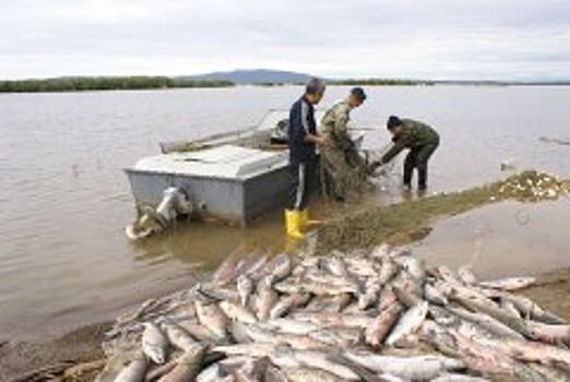Донские браконьеры выловили более 26 тонн рыбы за два месяца
