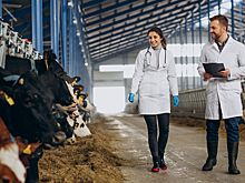 На Дону вдвое снизилось число зараженных бешенством