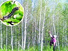 10 млн саженцев высадили в Красноярском крае