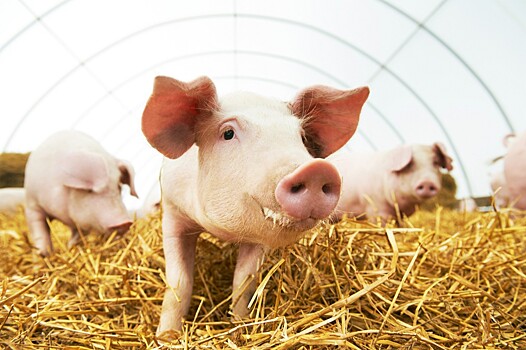 Тренды рынка кормов на конференции Russian Meat & Feed 2021