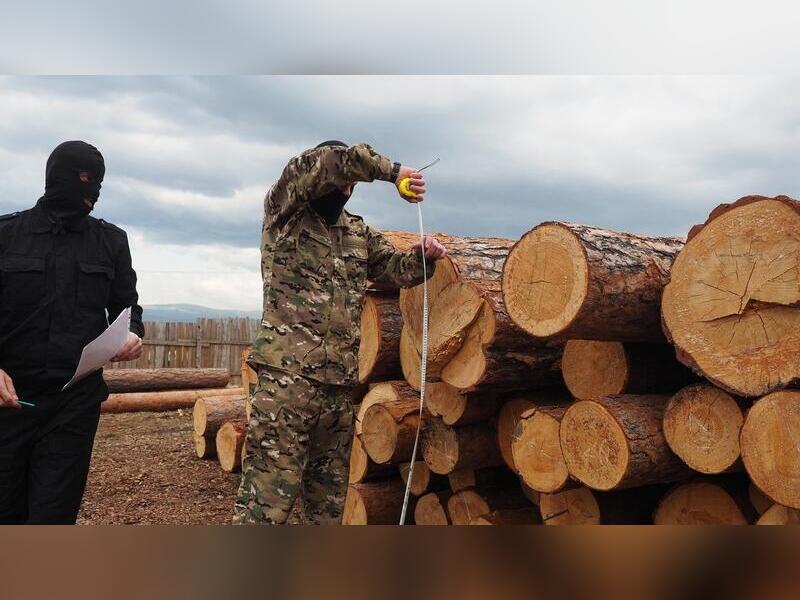 Незаконный экспорт леса: контрабандист из Забайкалья должен заплатить 136 миллионов рублей