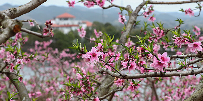 Море розовых цветов в провинции Сычуань