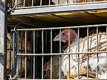 Sky News: вспышка птичьего гриппа грозит оставить британцев без индейки на Рождество