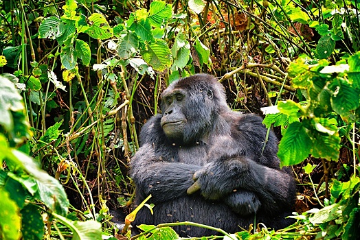 Герпес горилл может быть связан с ВИЧ