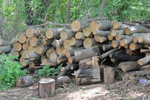 В Илекском районе под видом пожара могут скрывать незаконную рубку деревьев