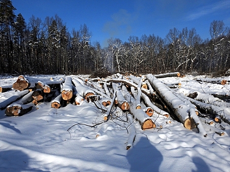 В Пензенской области за неделю выявлено пять нарушений лесного законодательства