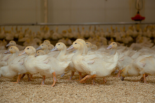 Почти 130 тонн мяса птицы отправили на экспорт в Китай из Ростовской области