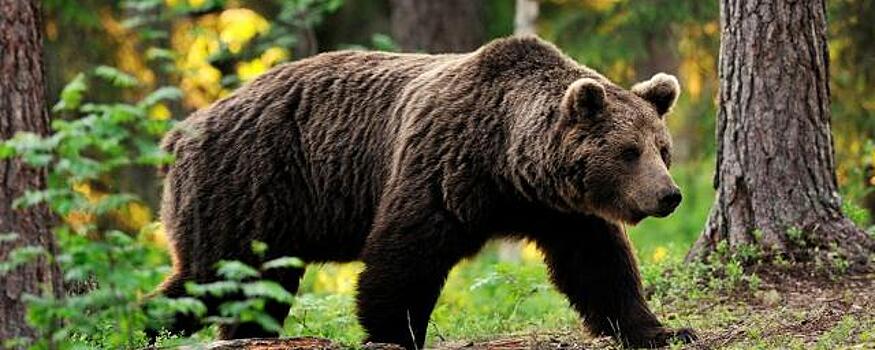 В Новосибирске спасают от расстрела цирковых медведей