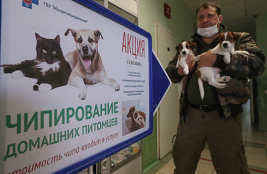 Не домаркироваться до мышей. В России может стать обязательным чипирование домашних животных