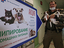 Не домаркироваться до мышей. В России может стать обязательным чипирование домашних животных