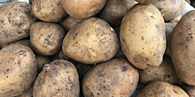 Первые десятки тысяч тонн картофеля нового урожая собрали в Беларуси