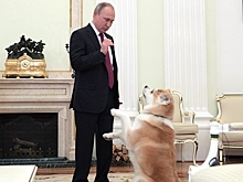 Японцы оказались готовы «обменять» Курилы на собаку Путина